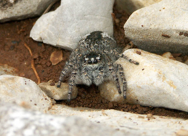 Philaeus chrysops - Copyright Hugues Mouret